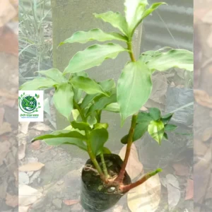 ২ টি টবে ৪ টি ইনসুলিন প্ল্যান্ট