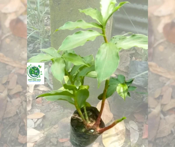 ২ টি টবে ৪ টি ইনসুলিন প্ল্যান্ট