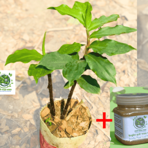 ২ টি ইন্সুলিন প্লান্ট ১ টি প্যাকেটে + ফ্রি পাতার পাউডার