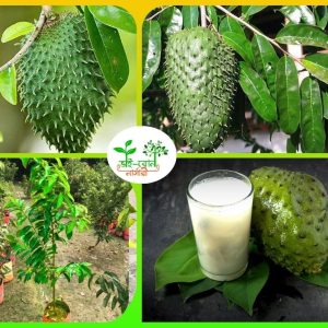 করসল মাতৃকলম চারা/ Korosol Grafting plant